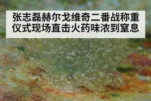 张志磊赫尔戈维奇二番战称重仪式现场直击火药味浓到窒息